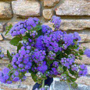 Ageratum blue mink seeds product picture