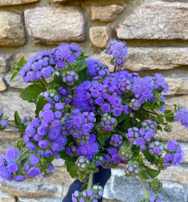 Ageratum blue mink seeds product picture