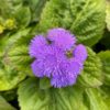 Ageratum blue horizon