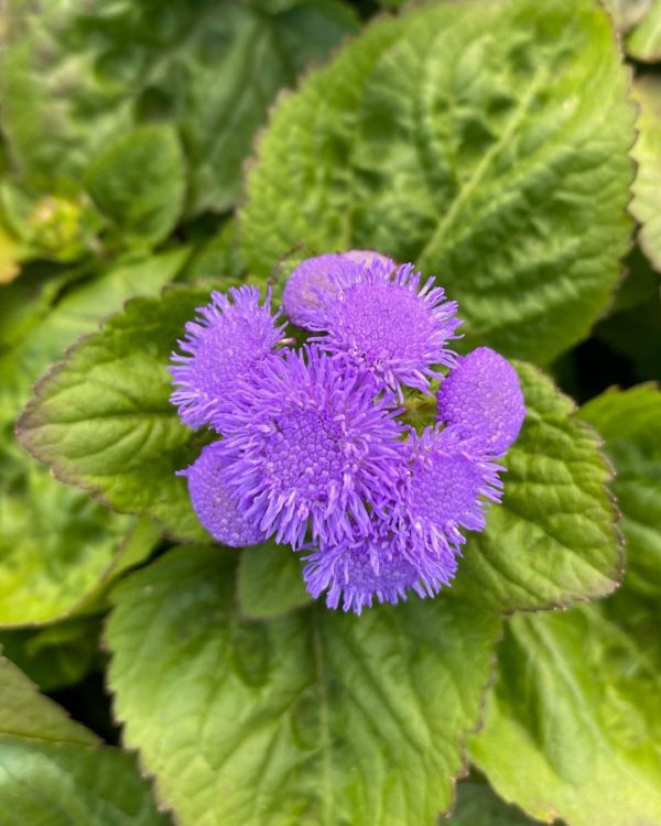 Ageratum blue horizon