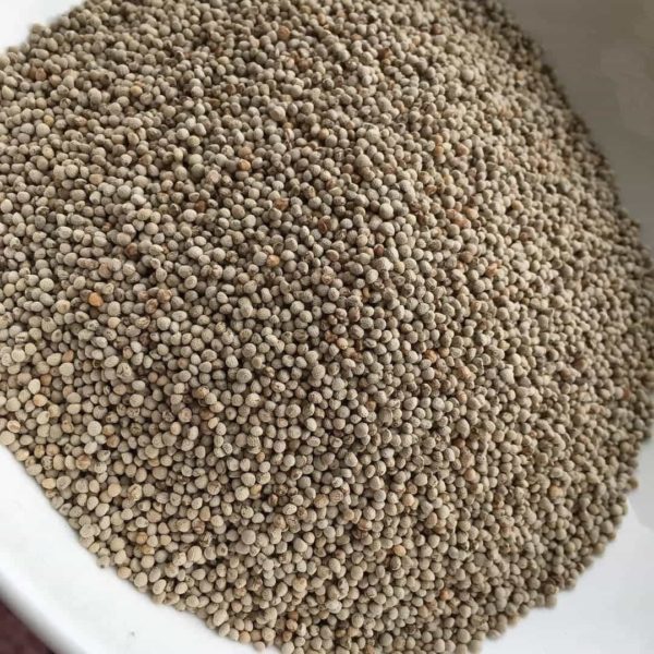 bhang jeera seeds harvested