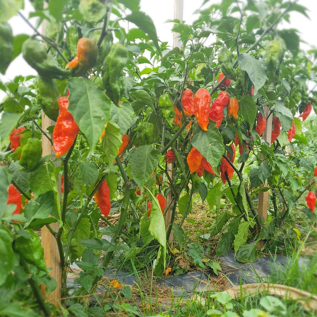 ScoutSeed 30PCS Hot Chilli Pepper White Bhut Jolokia Ghost Chilli Seeds Home Garden Decor 