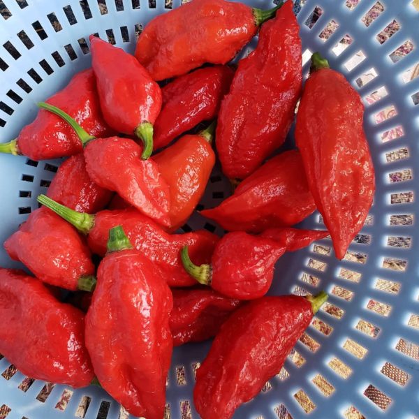 bhut jolokia