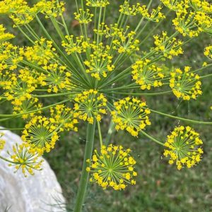 dill plant seeds