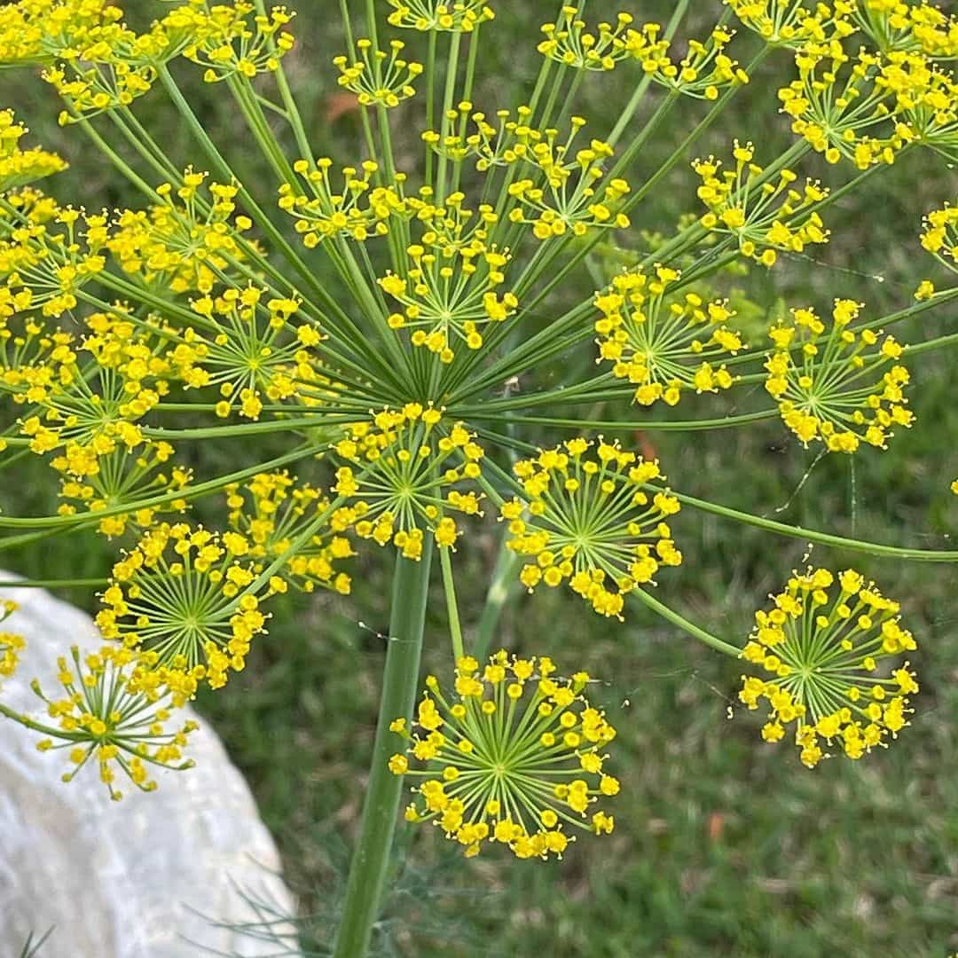 Buy Dill Plant Seeds Online In India - Mountain Top Seed Bank