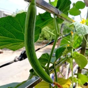 BUY Kakdi (Long Melon) Seeds