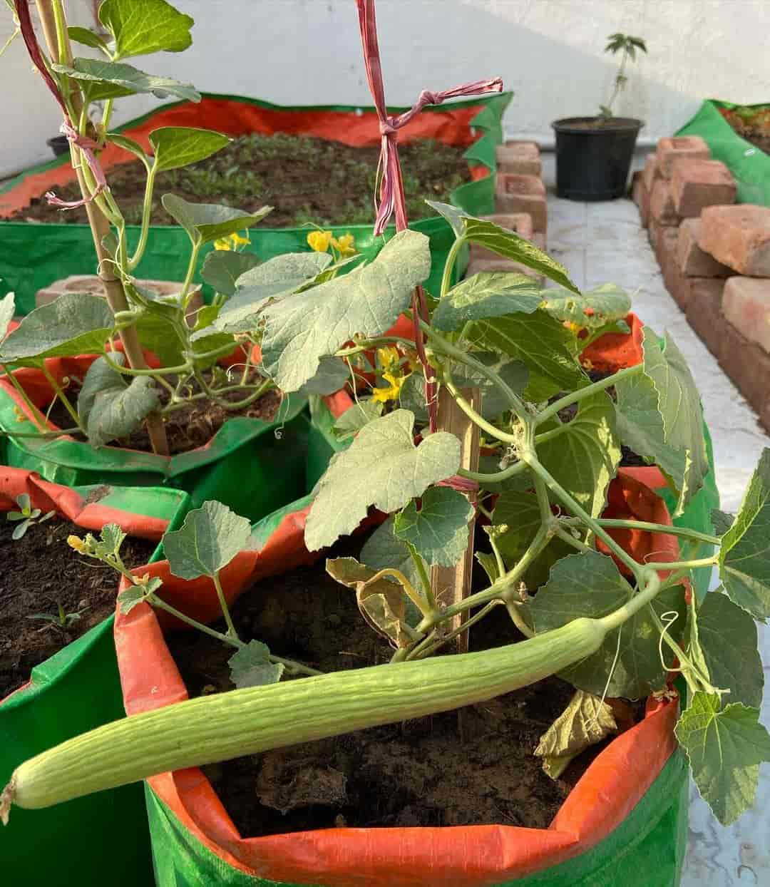 kakdi/long melon growing in bags