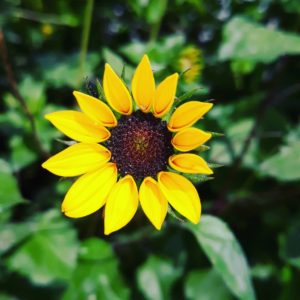 mini sunflower blooming