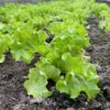buy iceberg lettuce seeds
