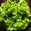 lettuce seeds