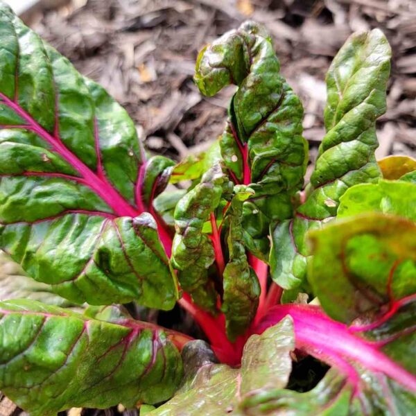 pink swiss chard seeds