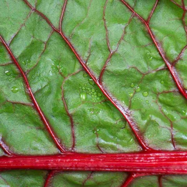 red ruby swiss chard seeds gallery image 1