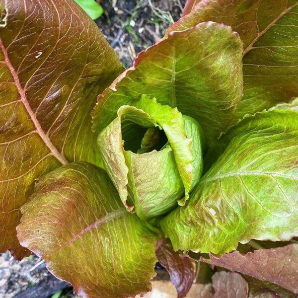 red romaine lettuce seeds