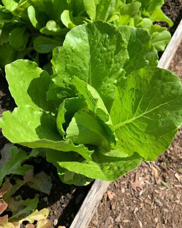 romaine lettuce seeds