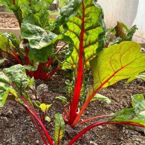 swiss chard red growing in our farm