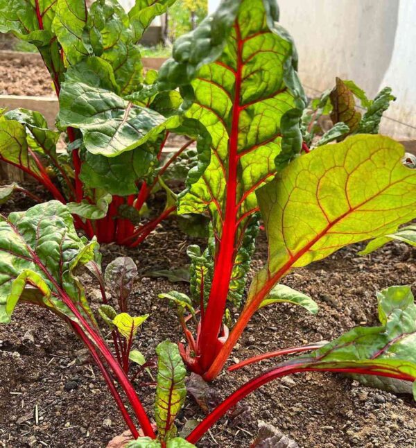 swiss chard red growing in our farm