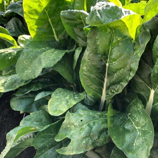 white swiss chard seeds gallery image