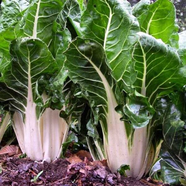 swiss chard white seeds