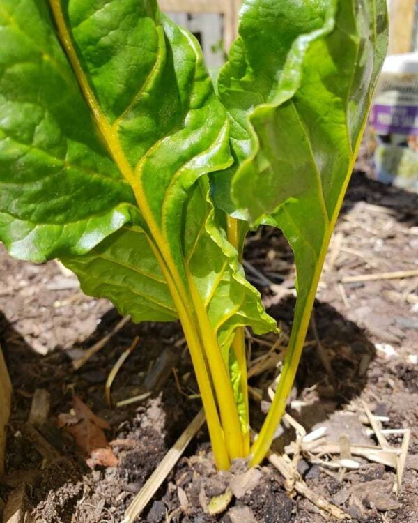 yellow swiss chard seeds