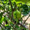 Trinidad Scorpion Pepper Seeds - Image 2