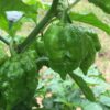 Trinidad Scorpion Pepper Seeds - Image 3