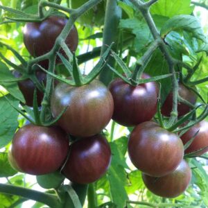 buy black cherry tomato seeds