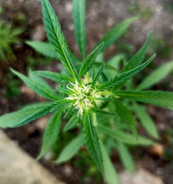 product image of lohaghat cannabis landrace seeds