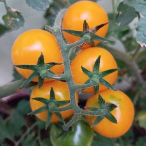 yellow cherry tomatoes seeds