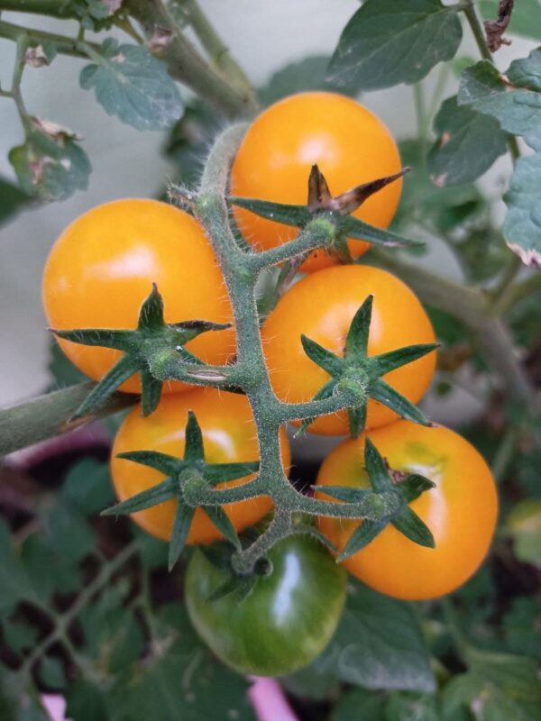 yellow cherry tomatoes seeds