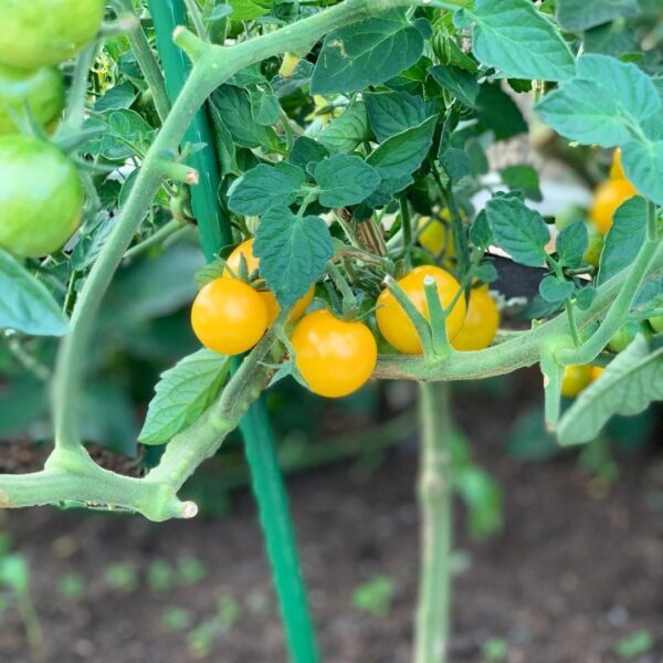 yellow cherry tomatoes