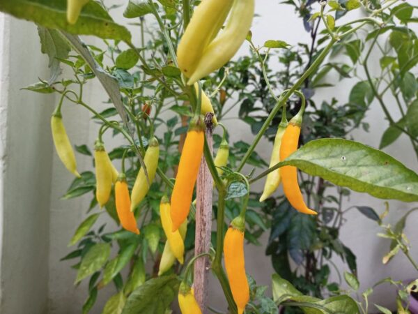 Aji lemon pepper seeds