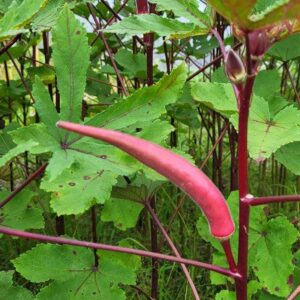 Close-up of Candle Fire Okra’s striking red pods and green foliage, thriving in a sunny garden.