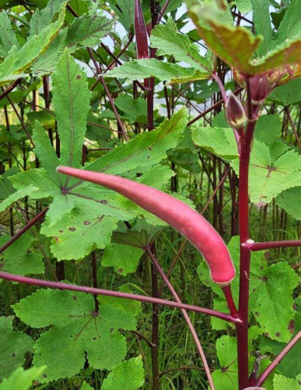 Close-up of Candle Fire Okra’s striking red pods and green foliage, thriving in a sunny garden.