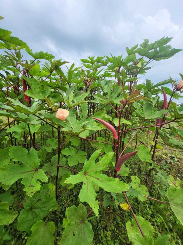 A field of Candle Fire Okra with red pods, green leaves, and a pale pink flower, glowing under a cloudy sky.