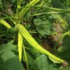 Elephant Tusk seeds