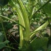 Elephant Tusk Okra seeds