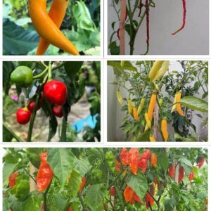 chilli seeds combo pack