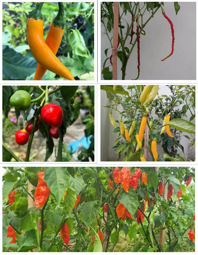 Pepper Seeds Combo Pack 111 