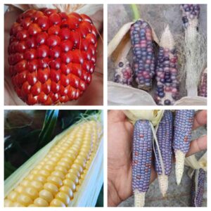 photo showing collage of for varieties of corn