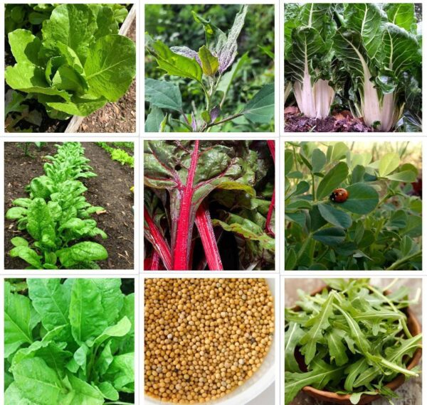 green leafy vegetable seeds combo pack product image