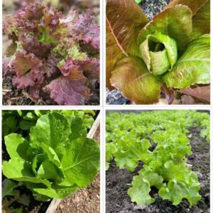 lettuce seeds variety combo pack
