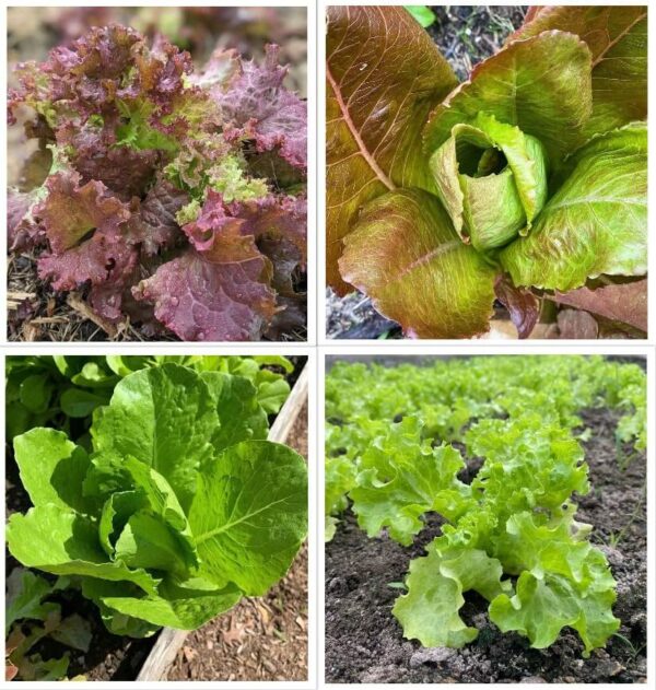 lettuce seeds variety combo pack