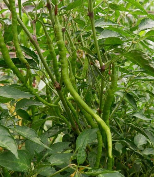 longhorn pepper seeds