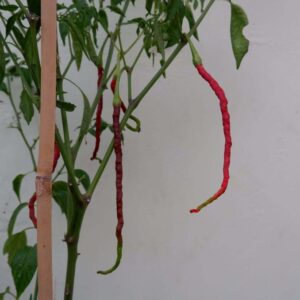 lornhorn chilli turning red