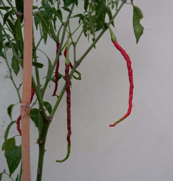 lornhorn chilli turning red