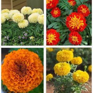 marigold seeds combo pack