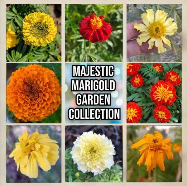 marigold pack of 8 varieties