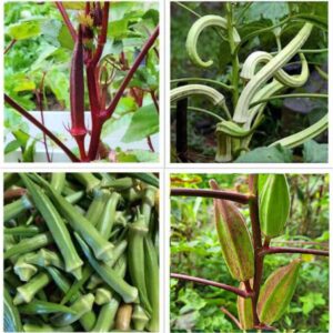 okra seeds variety pack