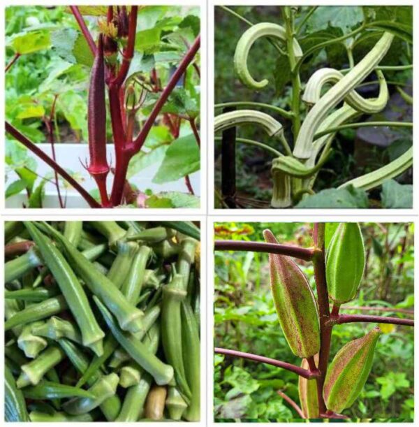 okra seeds variety pack