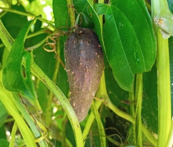 Potato Yam